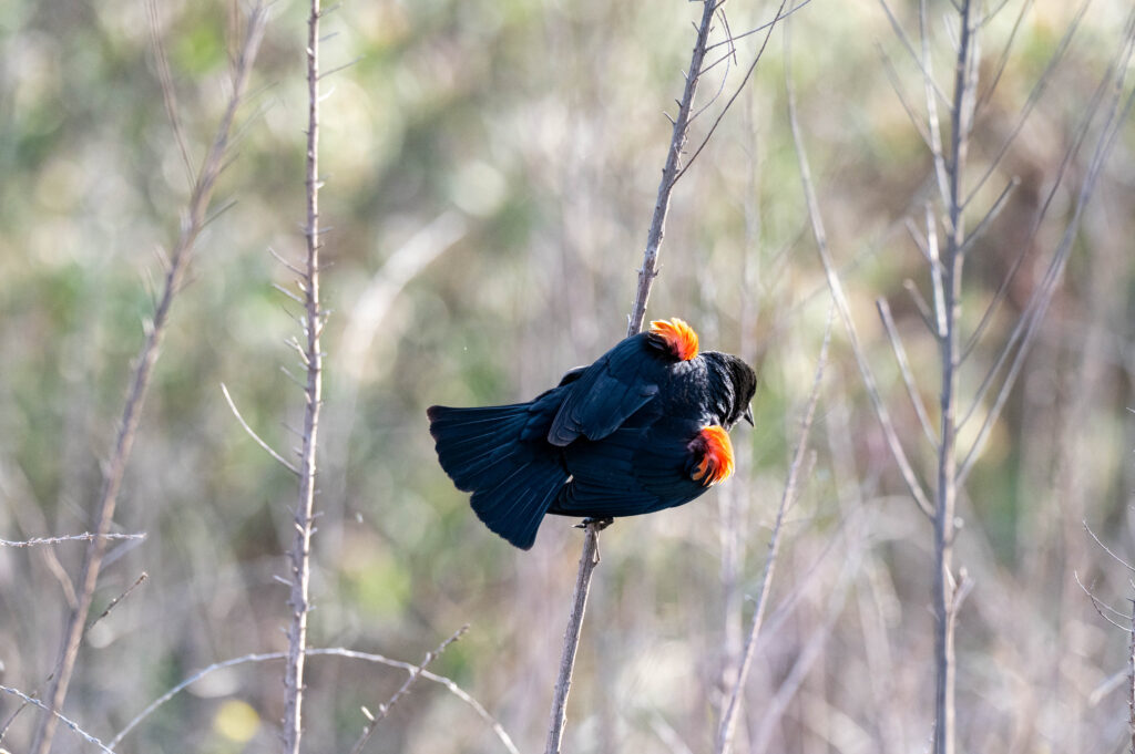 red winged blackbird 0462